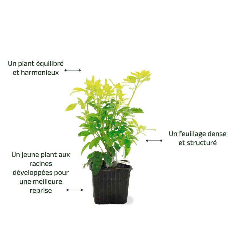 Oranger du Mexique 'Sundance' (Choisya ternata 'Sundance') - Godet - Taille 13/25cm - Pépinières Naudet - Image 3