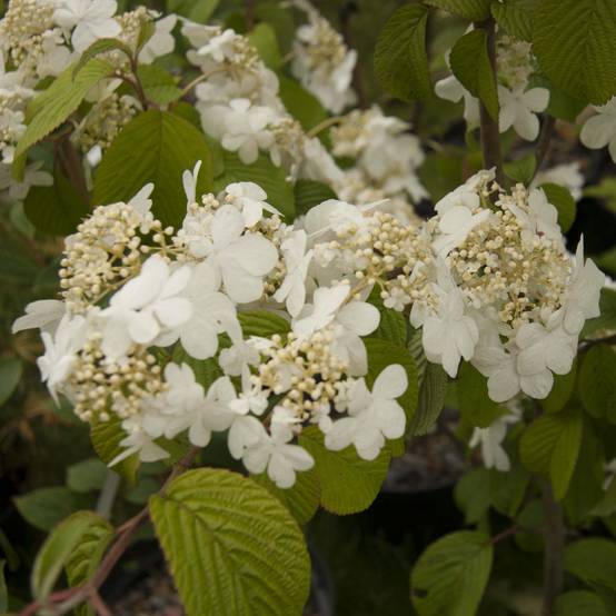 Promesse de Fleurs - Viorne de Chine - Viburnum plicatum Shasta Pot de 3L/4L - Image 1