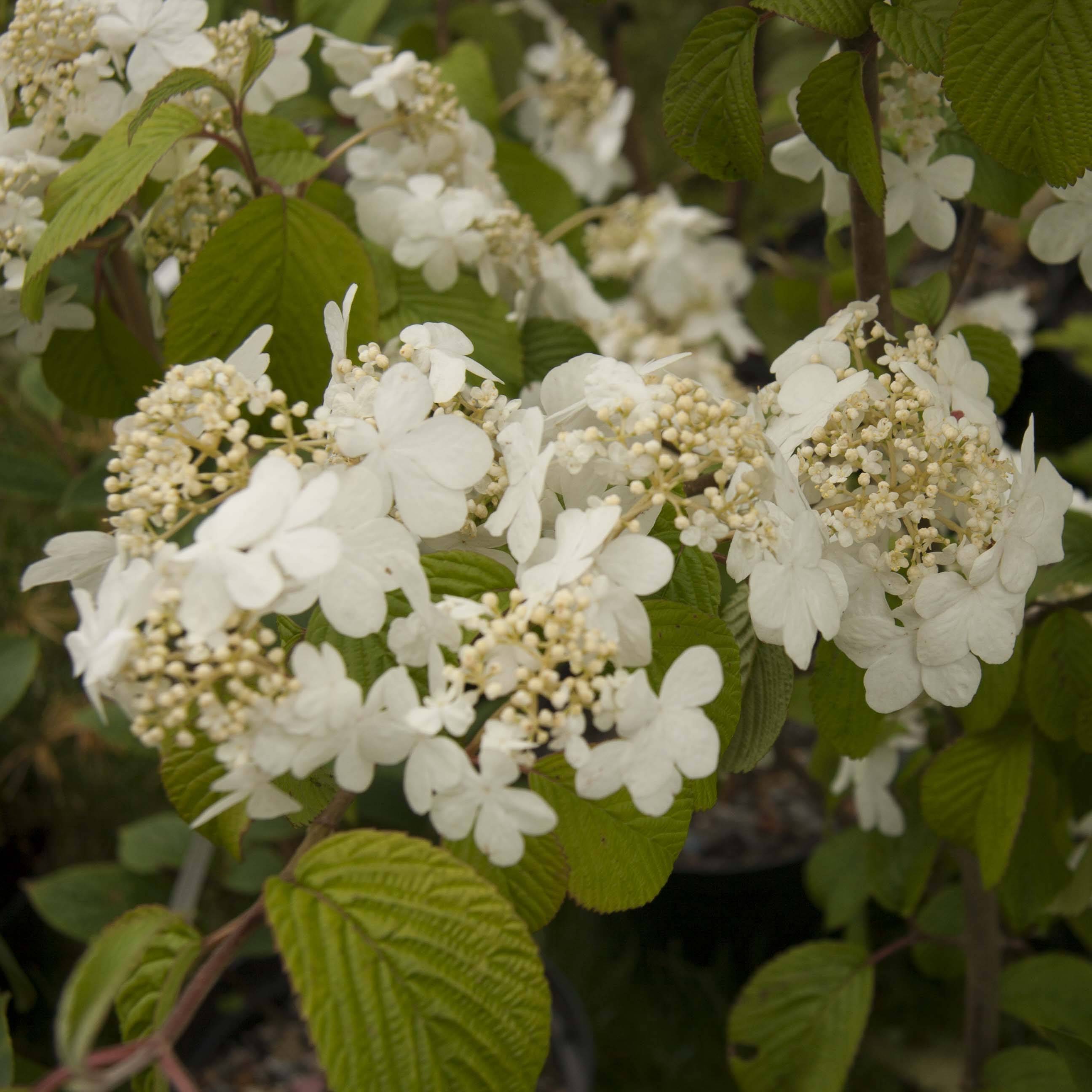 Promesse de Fleurs - Viorne de Chine - Viburnum plicatum Shasta Pot de 3L/4L - Image 1