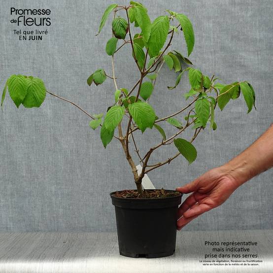 Promesse de Fleurs - Viorne de Chine - Viburnum plicatum Shasta Pot de 3L/4L - Image 2