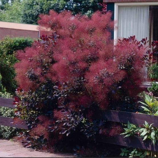 Cotinus coggygria Royal Purple - Arbre à perruque Godet de 8/9 cm