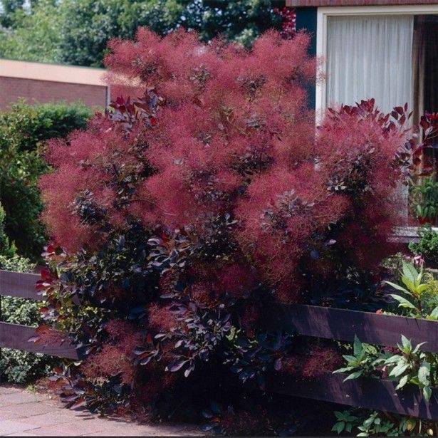 Cotinus coggygria Royal Purple - Arbre à perruque  Godet de 8/9 cm