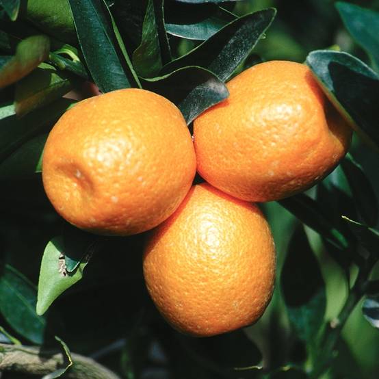 Citrus Kucle - Kumquatine Pot de 4L/5L, 1/4 de tige