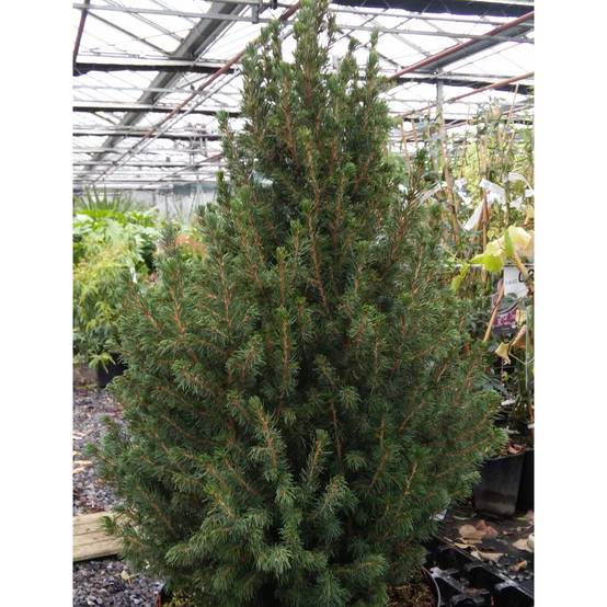 Picea glauca December - Épinette blanche Pot de 3L/4L - Image 1