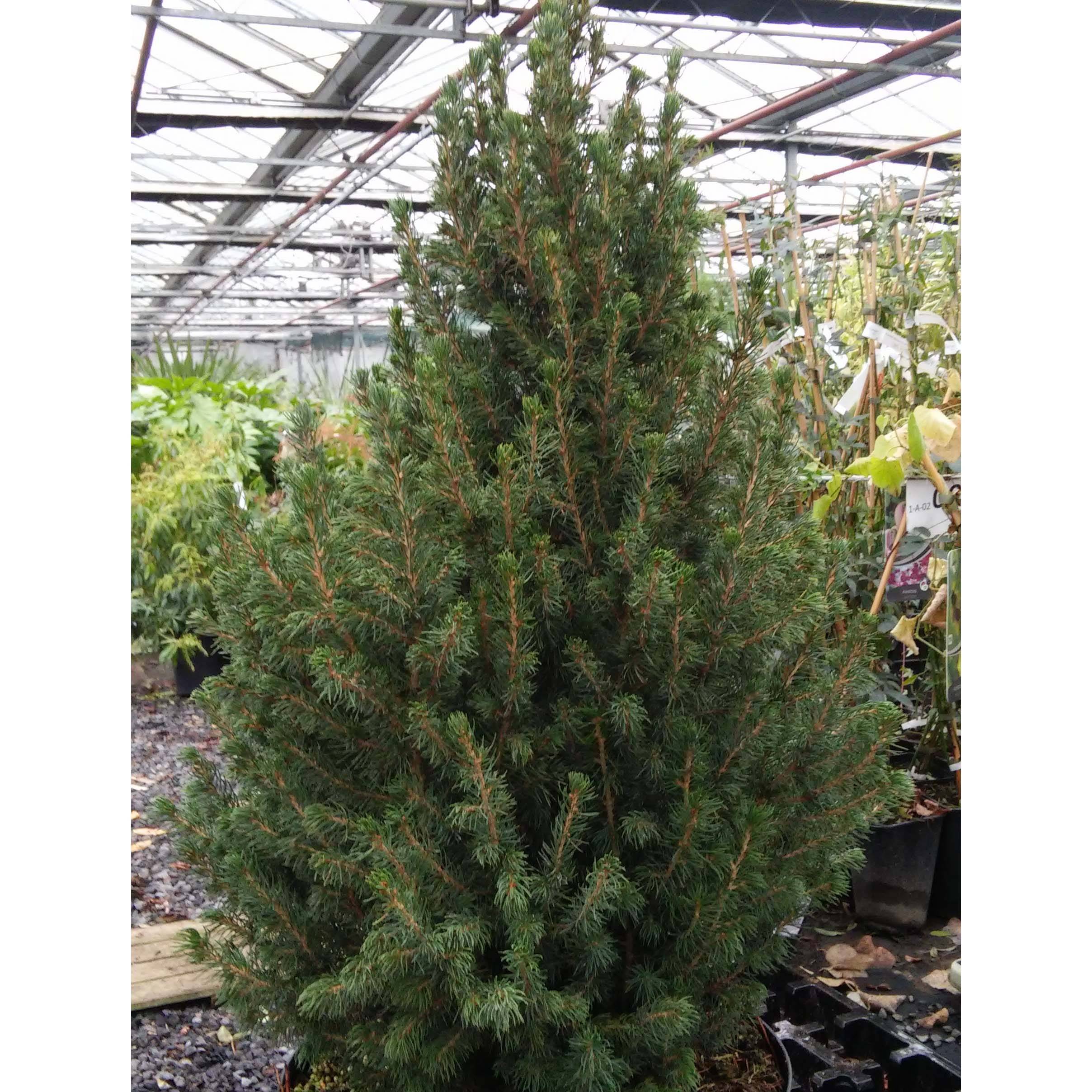 Picea glauca December - Épinette blanche  Pot de 3L/4L
