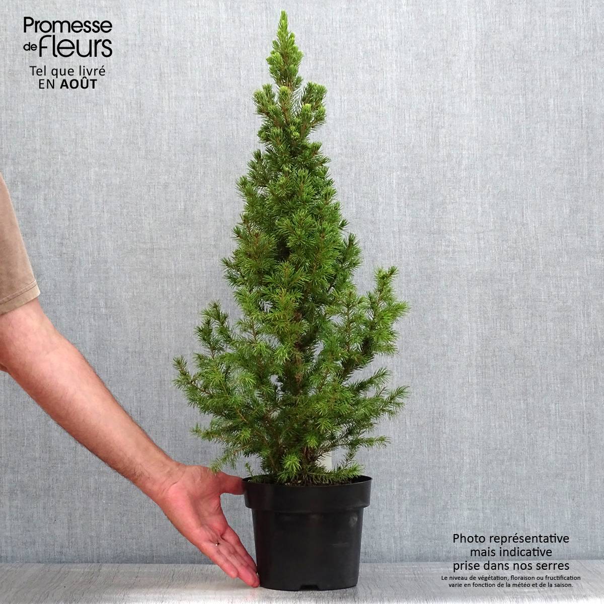 Picea glauca December - Épinette blanche Pot de 3L/4L - Image 2