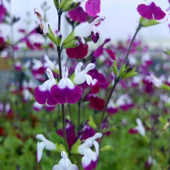 Sauge arbustive Amethyst Lips - Salvia greggii Pot de 2L/3L