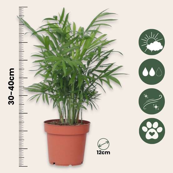Plant In A Box - Palmier de salon - Chamaedorea elegans - Hauteur 30-40cm - ⌀12cm - Image 4