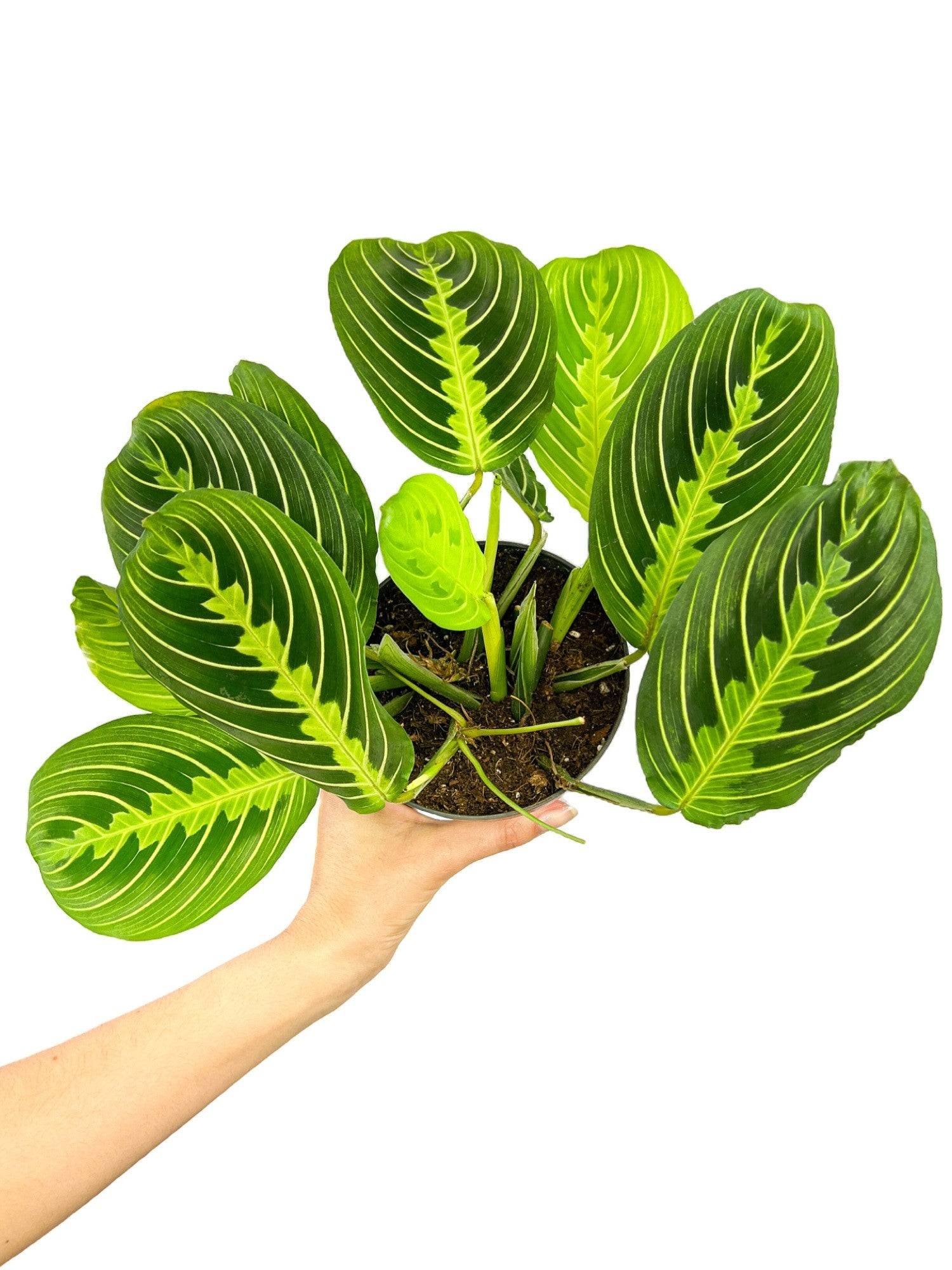 Maranta Lemon Lime - Pot de 12cm - Plantes d'intérieur - Image 1