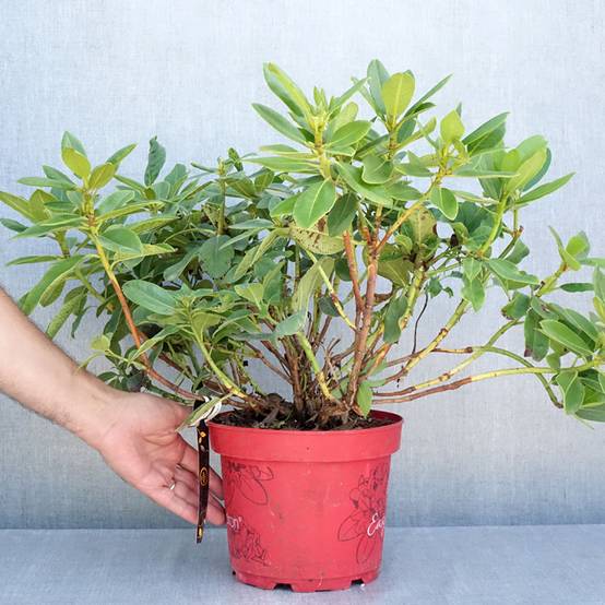 Rhododendron hybride Easydendron INKARHO Belkanto Pot de 4L/5L - Image 2