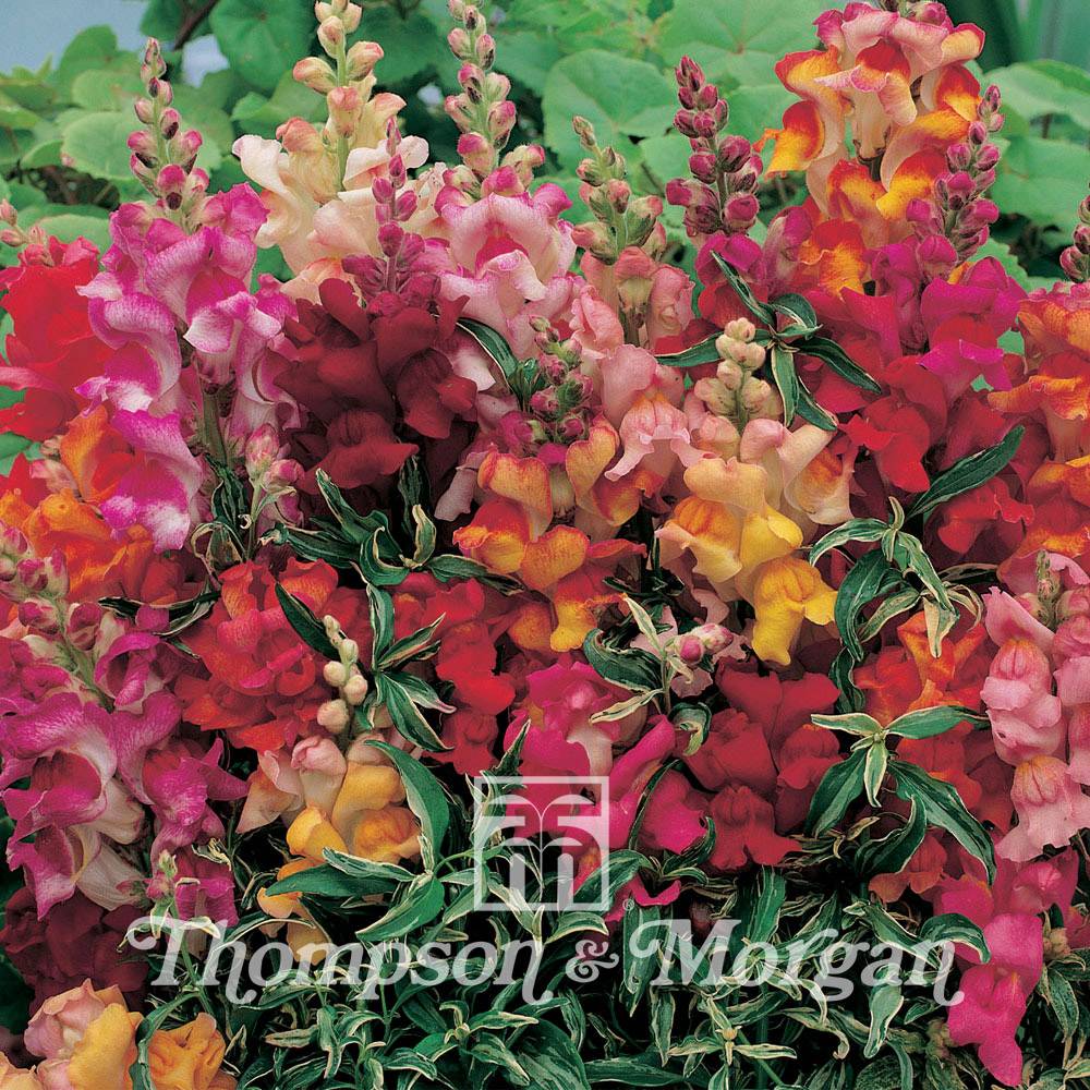 Graines de Muflier nain Frosted Flames - Antirrhinum nanum le sachet de 100 graines environ