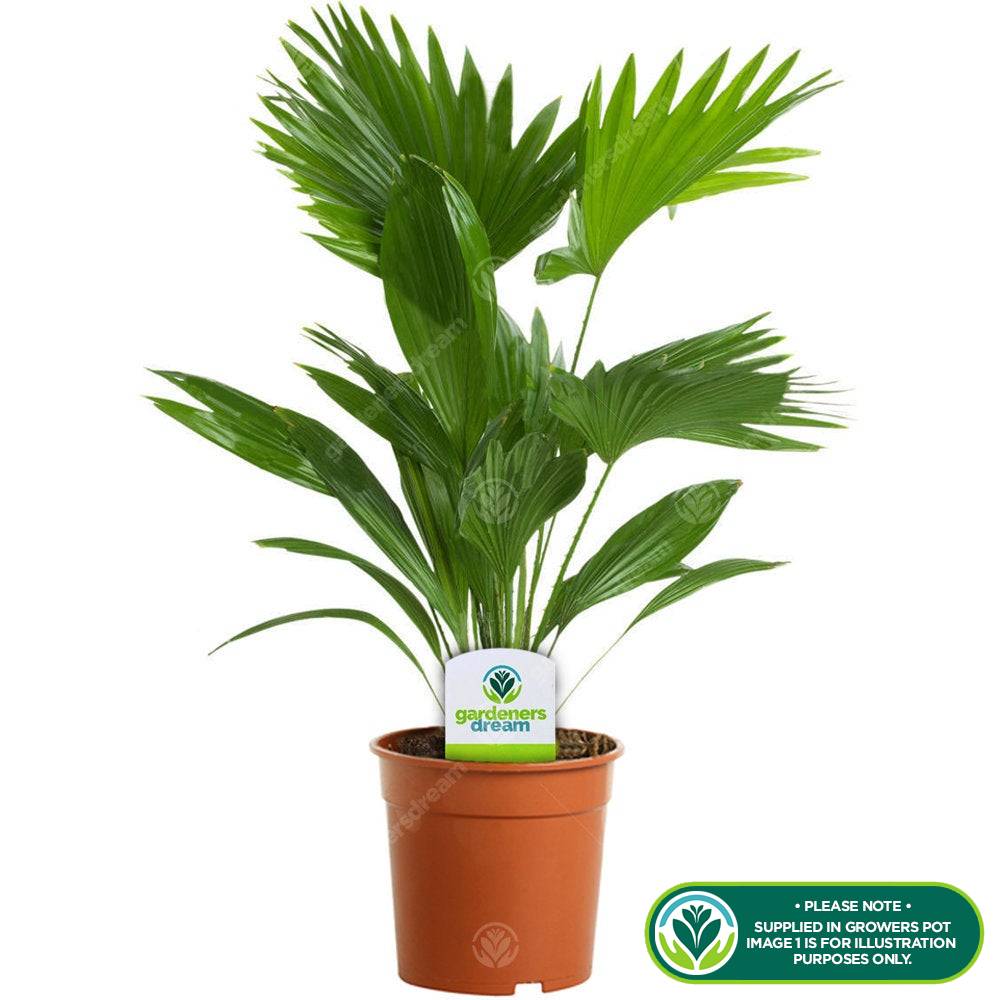 Gardenersdream - Plante Tropicale Cadeau Pour La Maison Ou Le Bureau - Palmier Livistona Plante D'Intérieur 12Cm - GardenersDream - Image 2