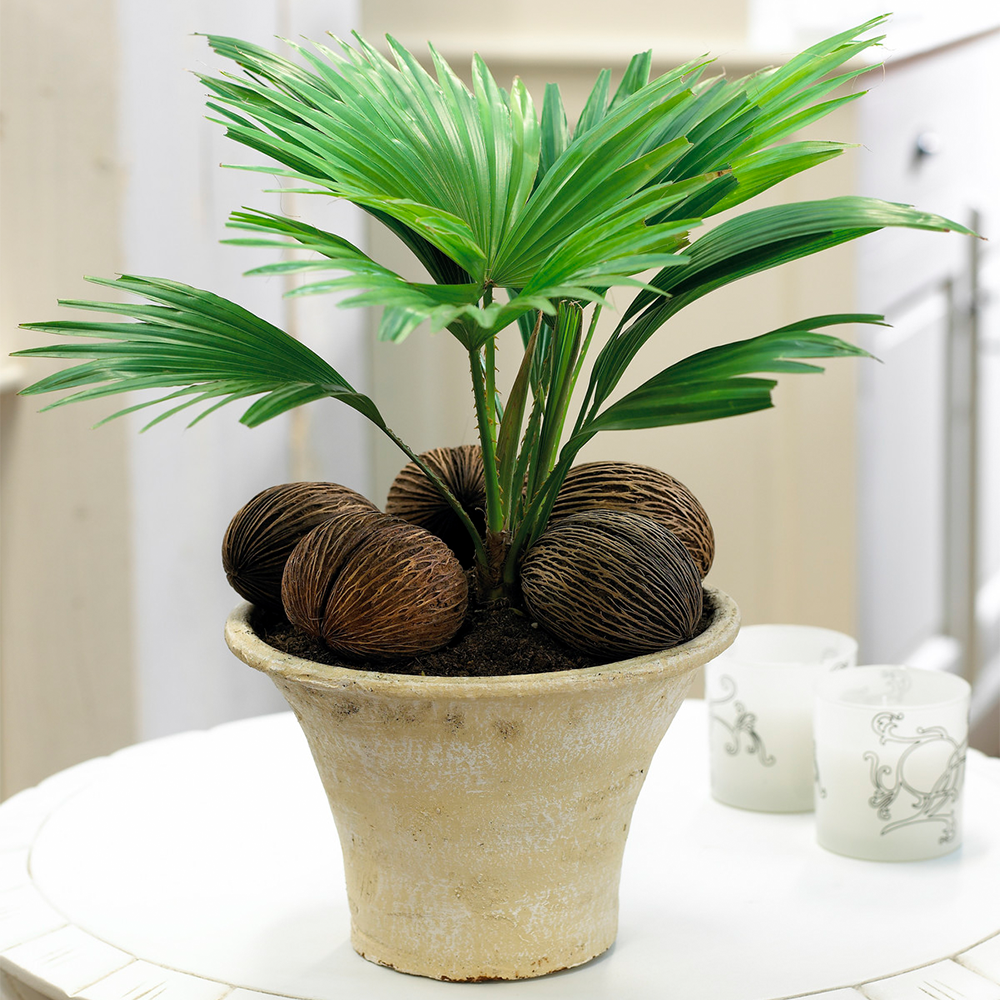 Gardenersdream - Plante Tropicale Cadeau Pour La Maison Ou Le Bureau - Palmier Livistona Plante D'Intérieur 12Cm - GardenersDream - Image 1