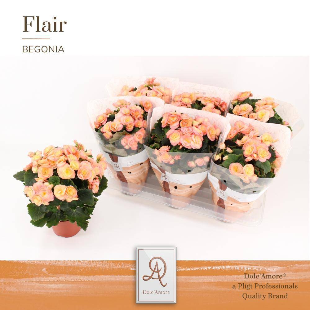 Begonia sunset d14cm h31cm- La Green Touch - Image 2