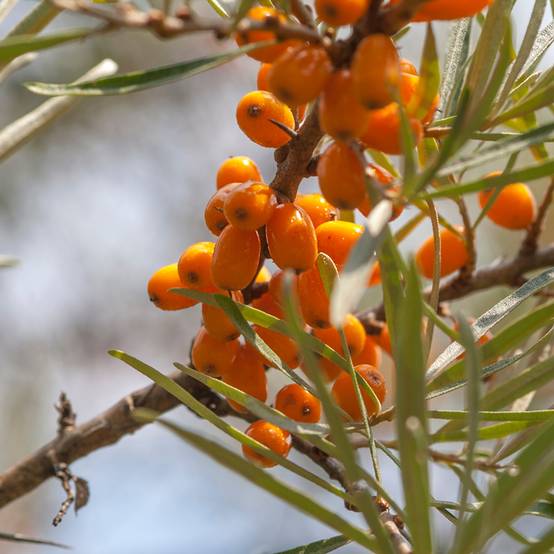 Hippophae rhamnoides Frugana - Argousier femelle Pot de 4L/5L, Touffe - Image 1