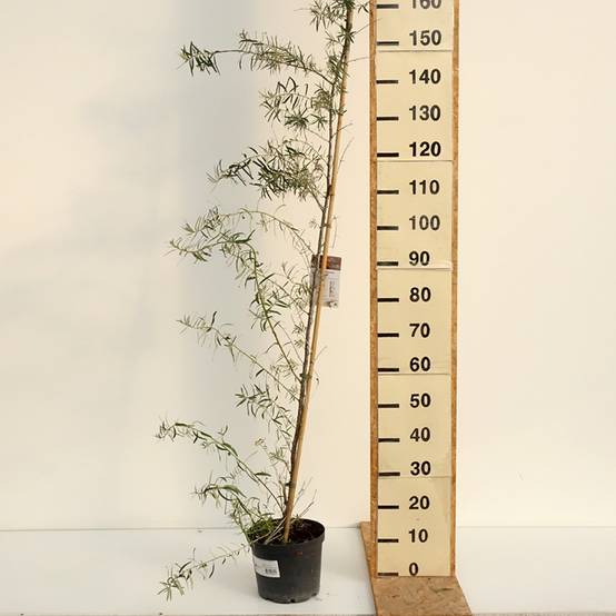Hippophae rhamnoides Frugana - Argousier femelle Pot de 4L/5L, Touffe - Image 2