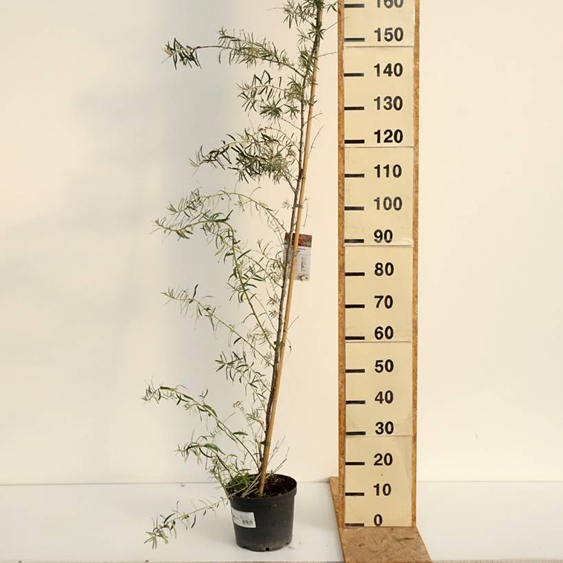 Hippophae rhamnoides Frugana - Argousier femelle Pot de 4L/5L, Touffe - Image 2