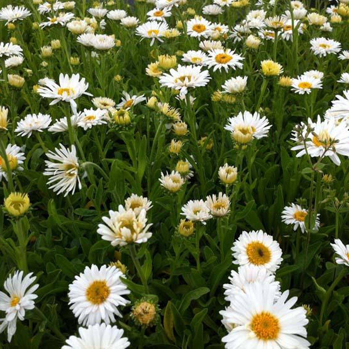 Promesse de Fleurs - Aster alpinus Albus - Aster des Alpes blanc Godet de 8/9 cm