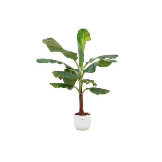 Bananier Musa 120cm et son pot- La Green Touch Blanc - Hauteur 120cm
