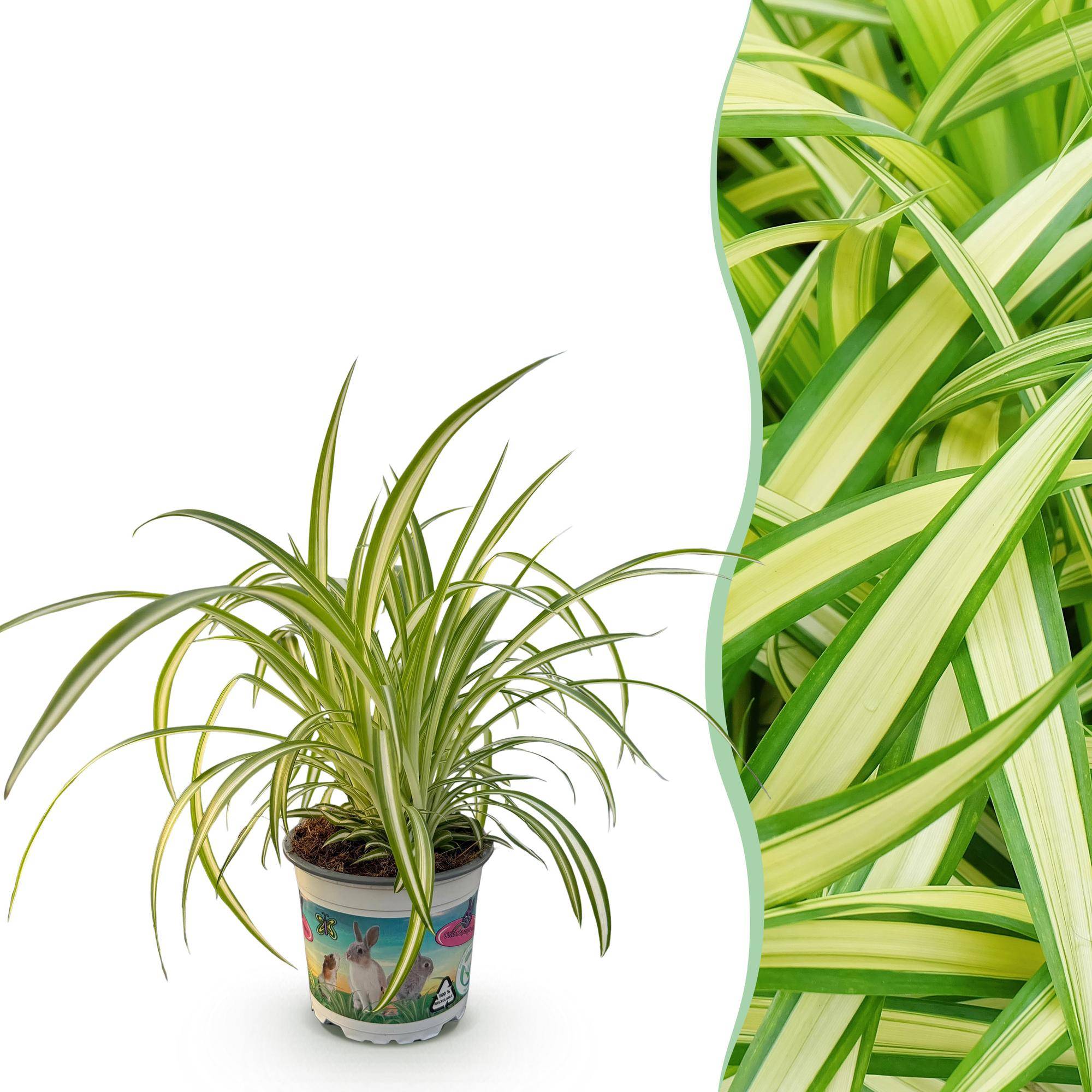 Chlorophytum comosum Variegatum - Pet-friendly - Plante araignée - Pot de 12cm - Hauteur 20-30cm - 1 plante - Sans cache-pot - Plantes d'intérieur - Image 1