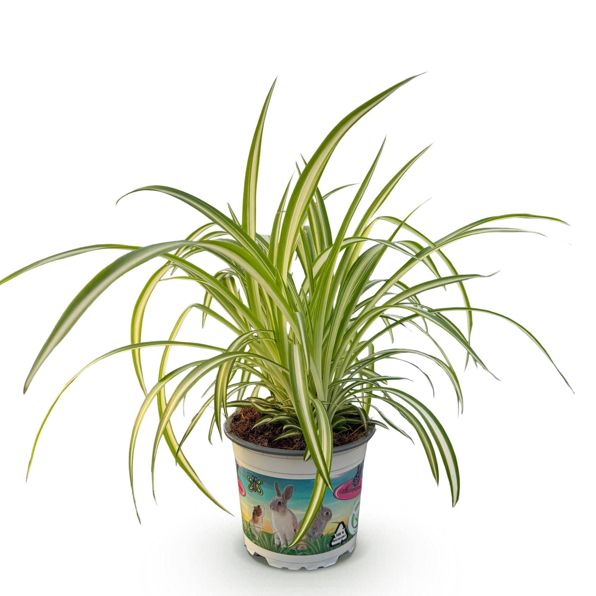 Chlorophytum comosum Variegatum - Pet-friendly - Plante araignée - Pot de 12cm - Hauteur 20-30cm - 1 plante - Sans cache-pot - Plantes d'intérieur - Image 2