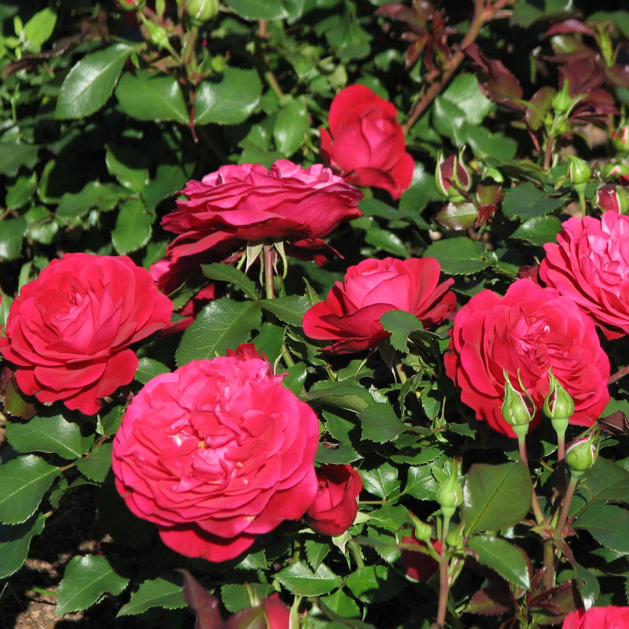 Promesse de Fleurs - Rosier polyantha Mona Lisa  Racines nues en motte