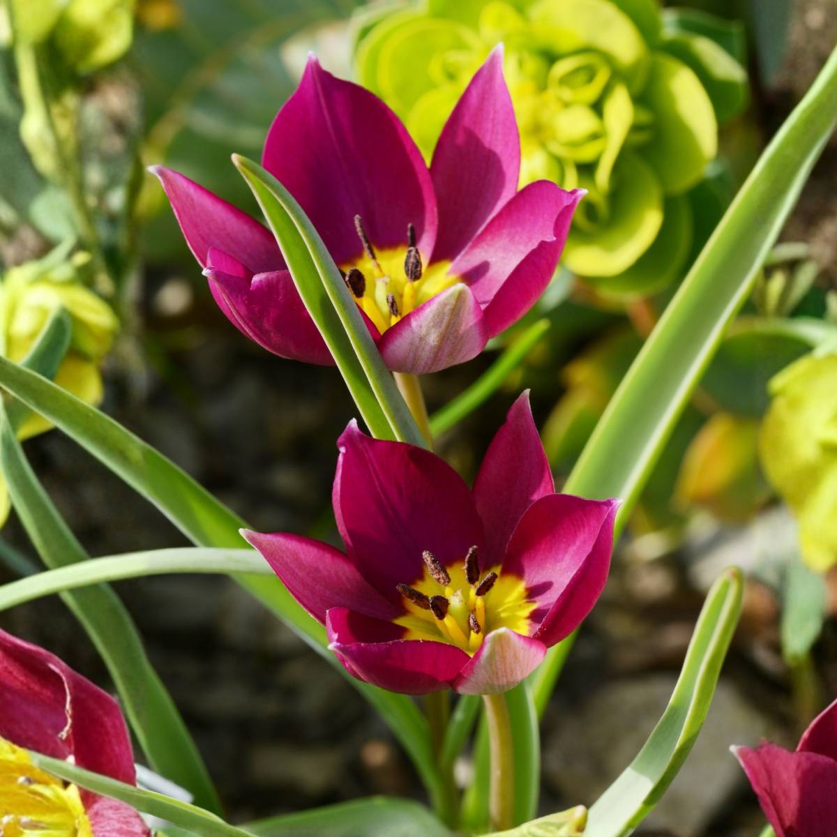 Promesse de Fleurs - Tulipe botanique humilis Odalisque (par 15)