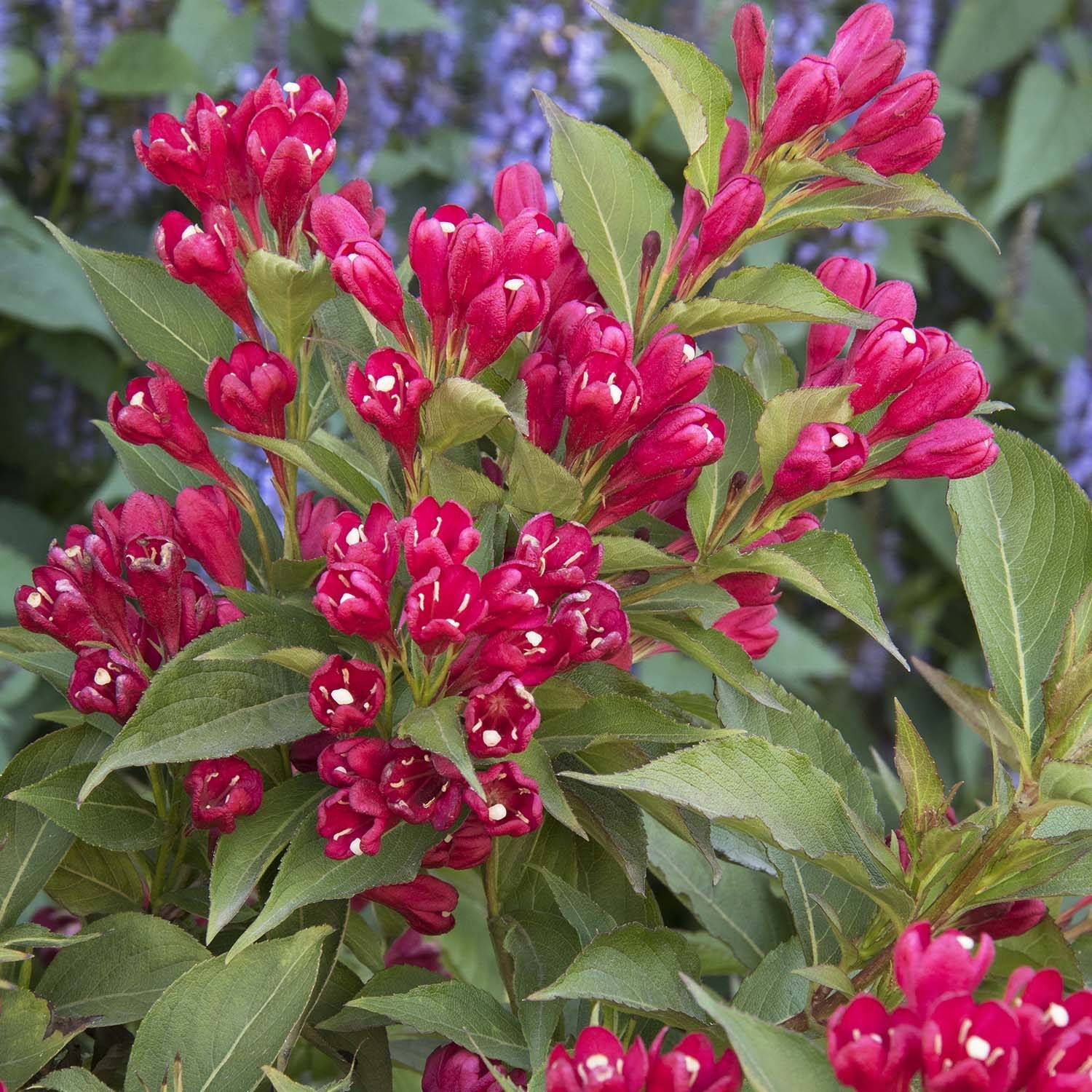 Promesse de Fleurs - Weigela All Summer Red Pot de 7,5L/10L - Image 1