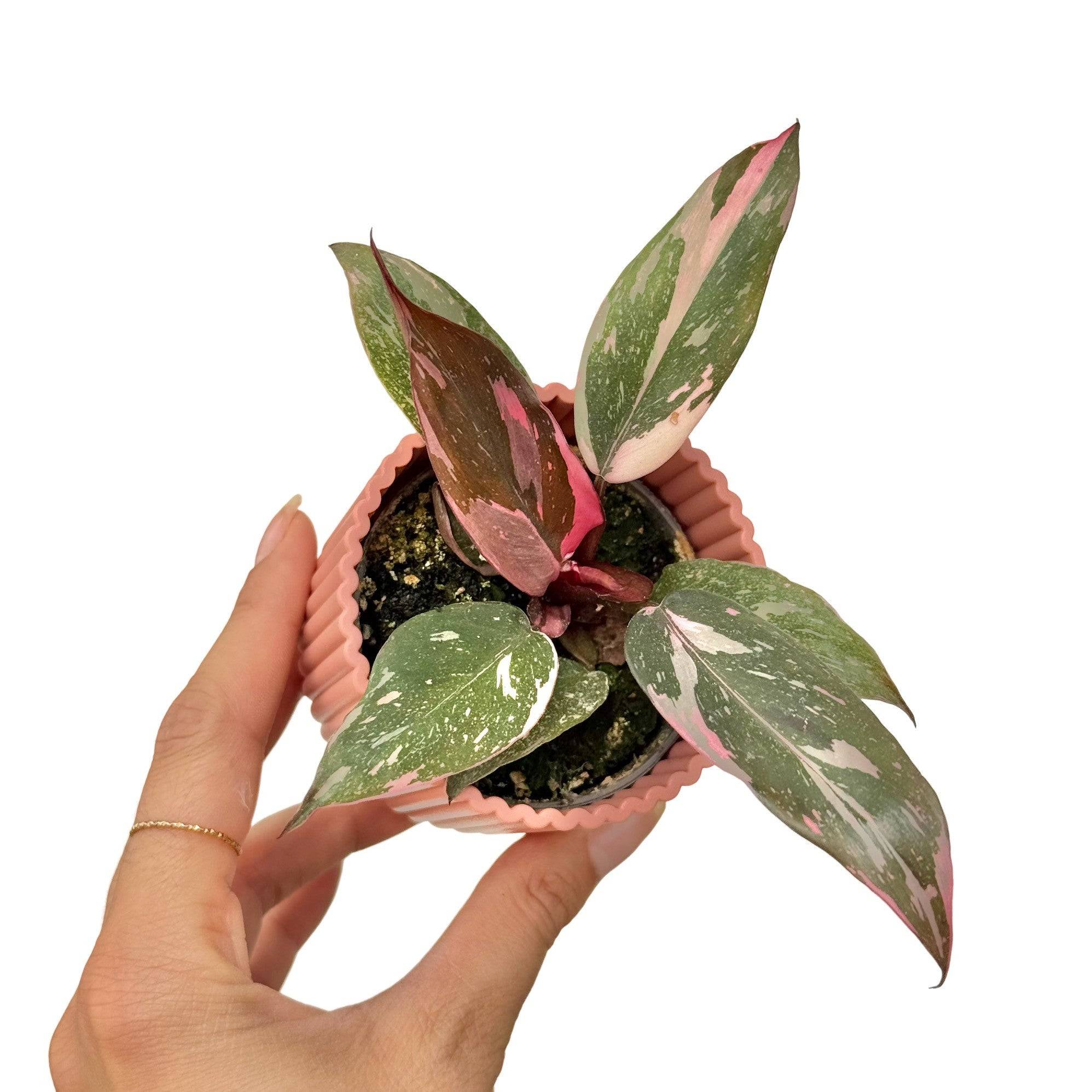 Philodendron Pink Princess - Pot de 6cm - Plantes d'intérieur - Image 1