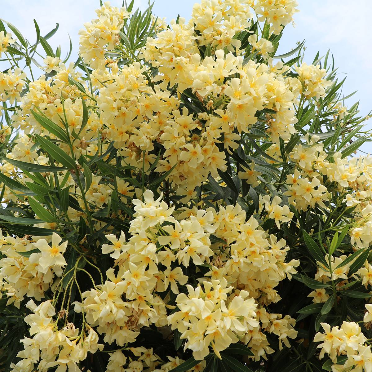 Promesse de Fleurs - Laurier rose - Nerium oleander Jaune Pot de 2L/3L, Mini-tige, Tigette