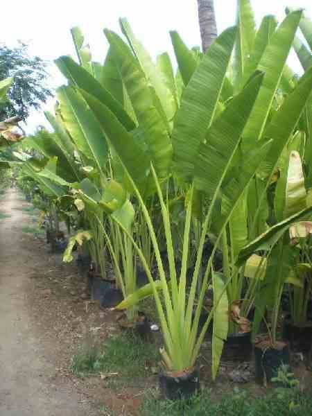0 - Ravenala madagascariensis (Arbre du voyageur) Pot de 25L - 180/200cm - Image 2