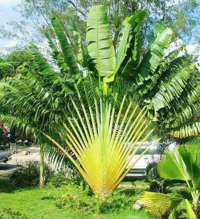 0 - Ravenala madagascariensis (Arbre du voyageur) Pot de 25L - 180/200cm - Image 3
