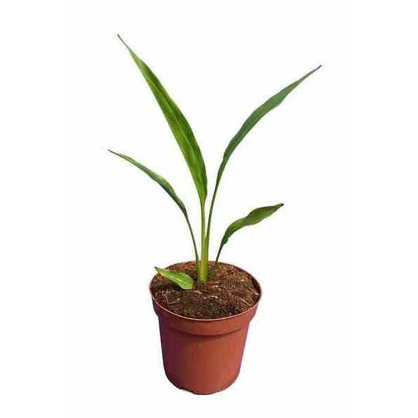 0 - Ravenala madagascariensis (Arbre du voyageur) Pot de 25L - 180/200cm - Image 1