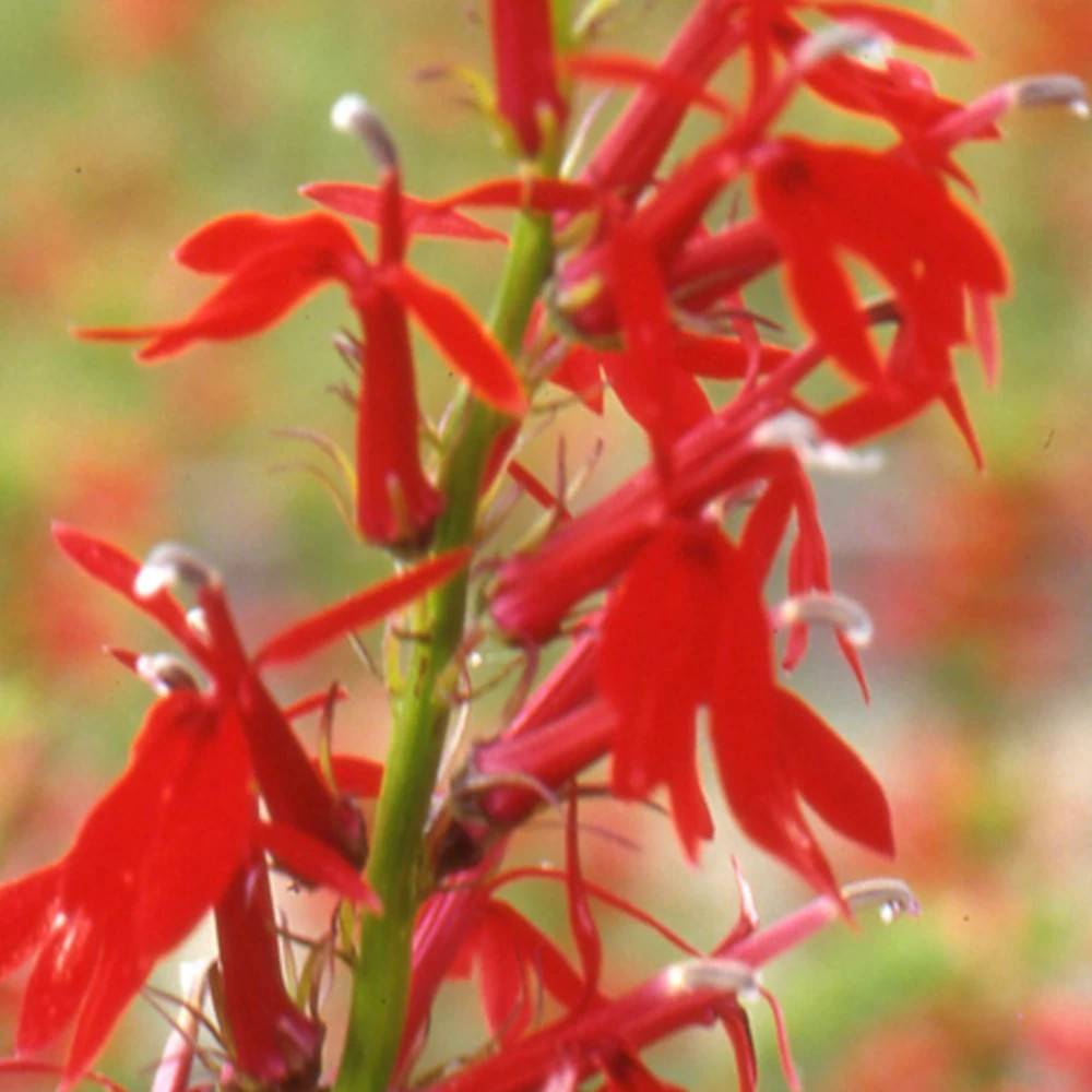 Lobelia cardinalis à fleurs Rouge - feuillage Caduc - Godet - 5/20 cm-  hauteur à maturité De 0,50 m à 1,00 m