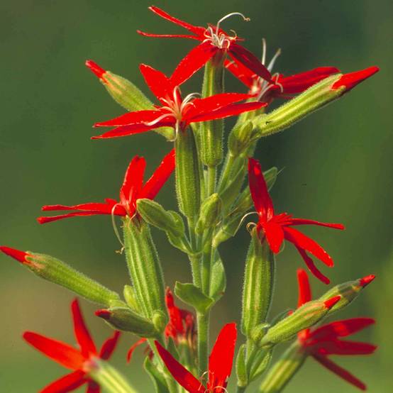 Silene regia - Silène royal Godet de 8/9 cm