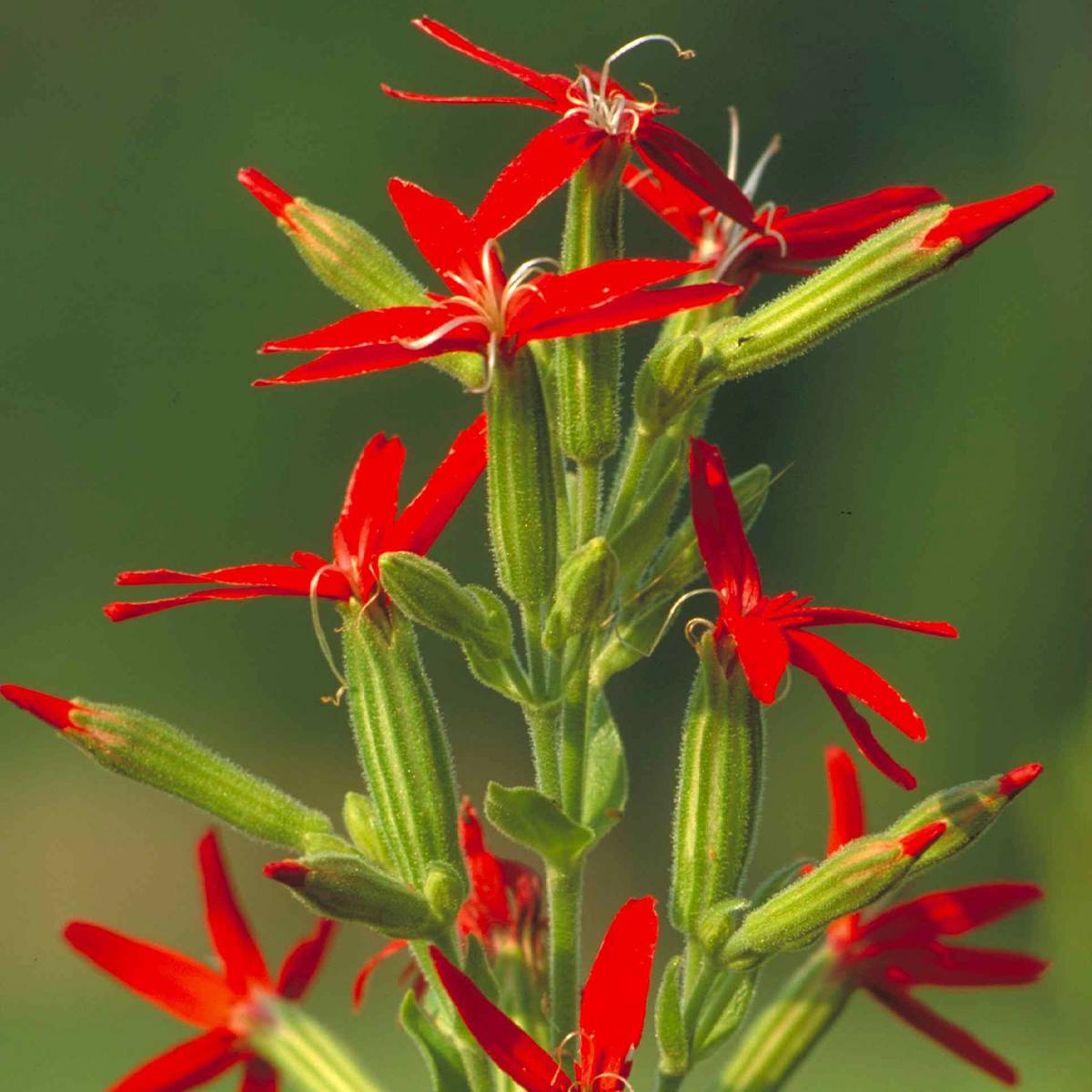 Silene regia - Silène royal Godet de 8/9 cm
