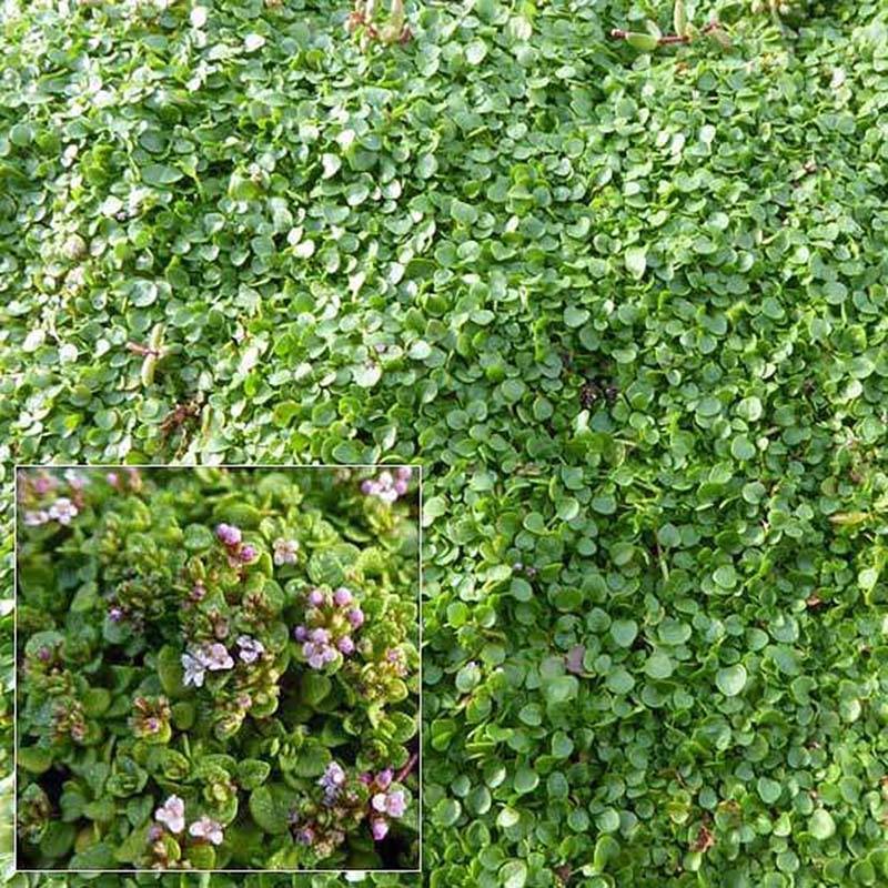 Promesse de Fleurs - Menthe de Corse - Mentha requienii Pot de 2L/3L