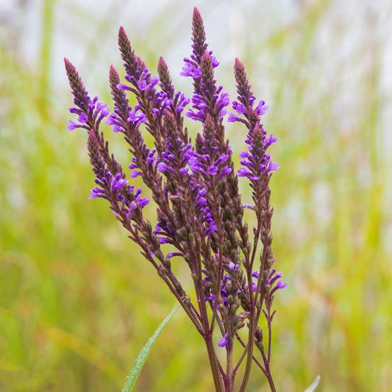 Verbena hastata Blue Spires - Verveine hastée Godet de 8/9 cm