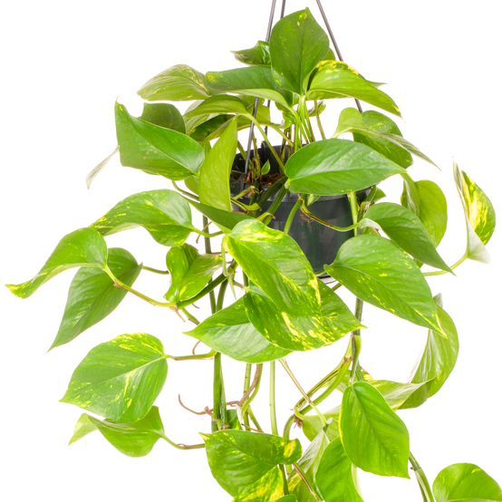 Gardenersdream - Epipremnum Aureum - Lierre Du Diable | Plante Suspendue Pour Maison Bureau 15Cm - GardenersDream - Image 3