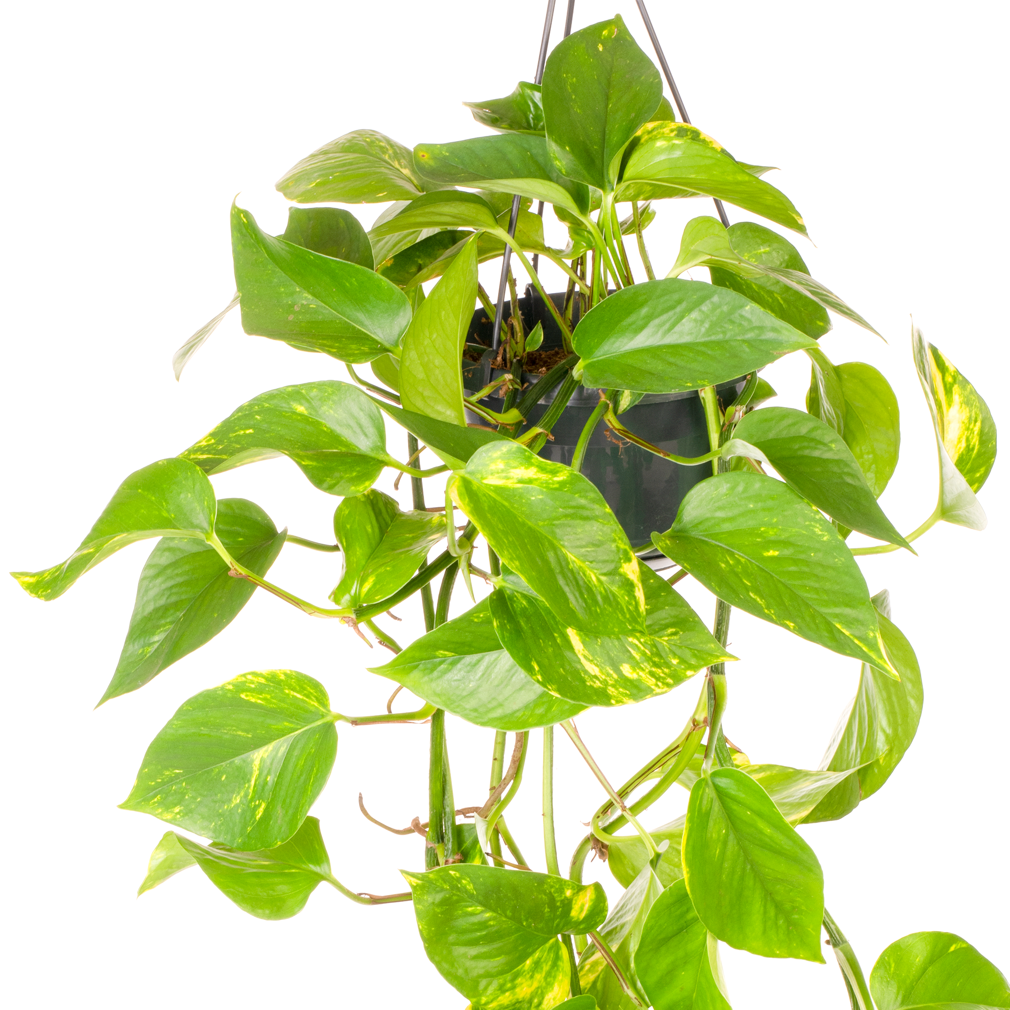 Gardenersdream - Epipremnum Aureum - Lierre Du Diable | Plante Suspendue Pour Maison Bureau 15Cm - GardenersDream - Image 3