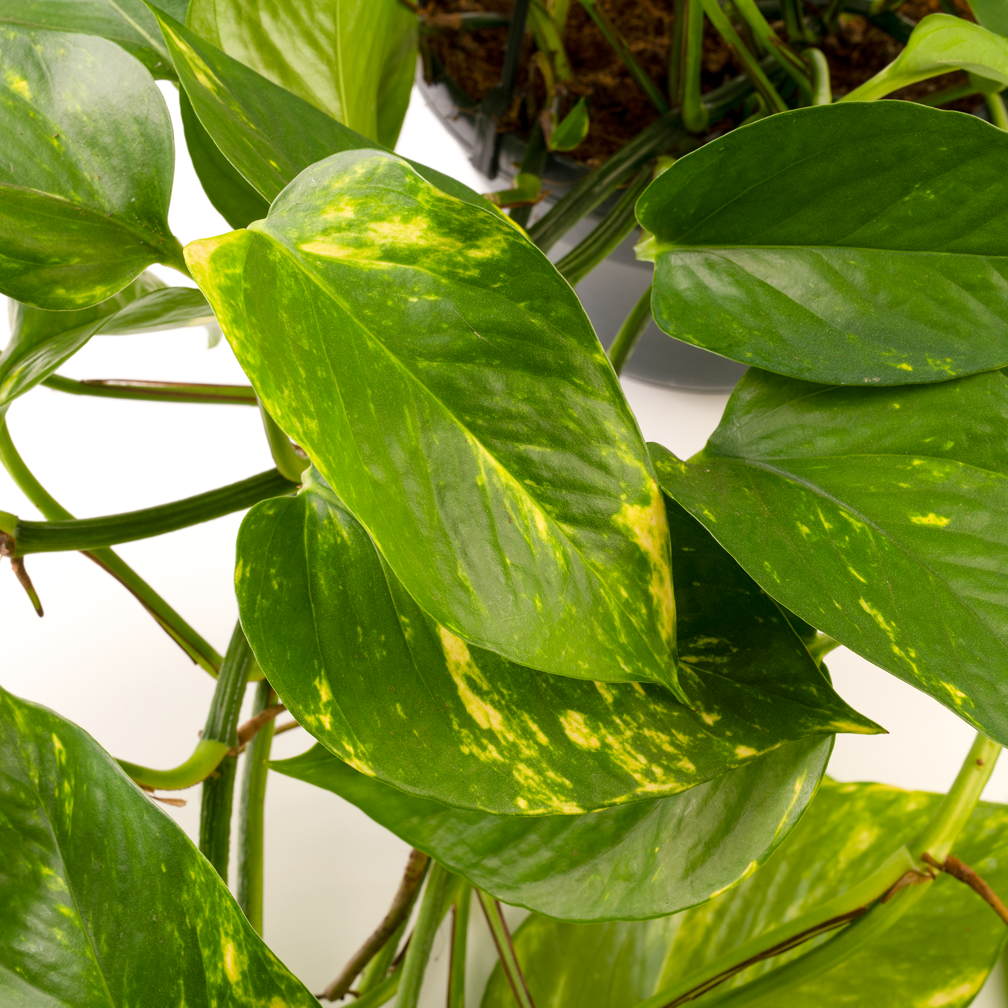 Gardenersdream - Epipremnum Aureum - Lierre Du Diable | Plante Suspendue Pour Maison Bureau 15Cm - GardenersDream - Image 2