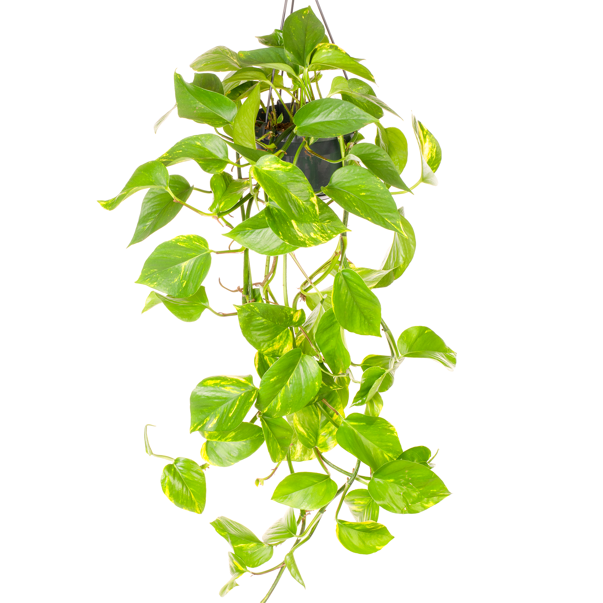 Gardenersdream - Epipremnum Aureum - Lierre Du Diable | Plante Suspendue Pour Maison Bureau 15Cm - GardenersDream - Image 1