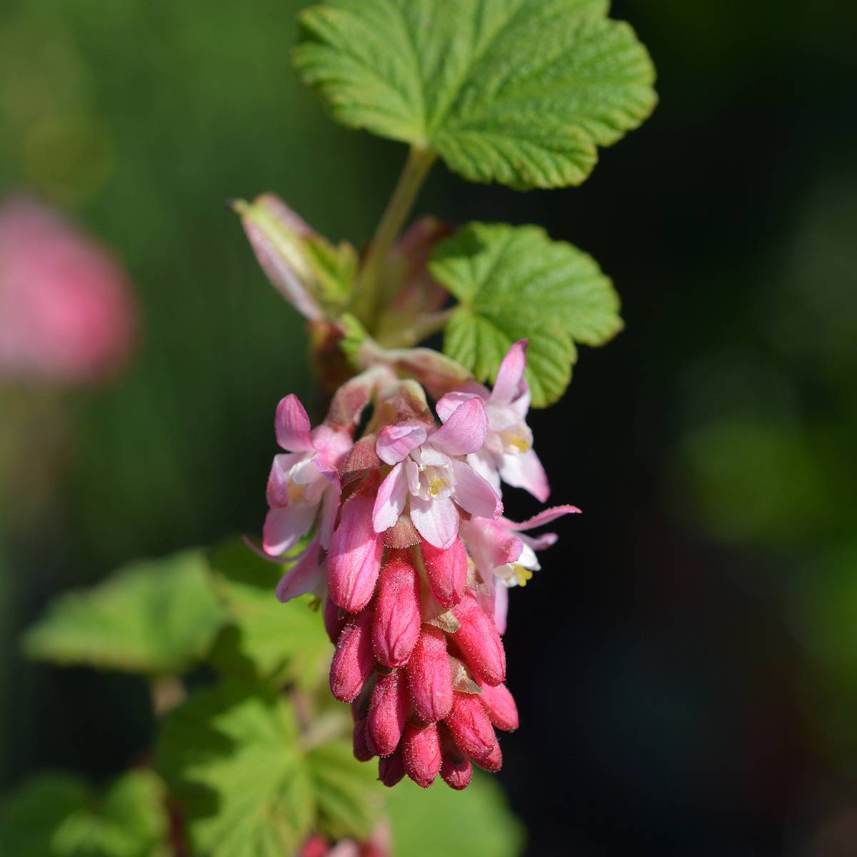 Promesse de Fleurs - Ribes sanguineum King Edward VII - Groseiller à fleurs  Pot de 3L/4L - Image 1