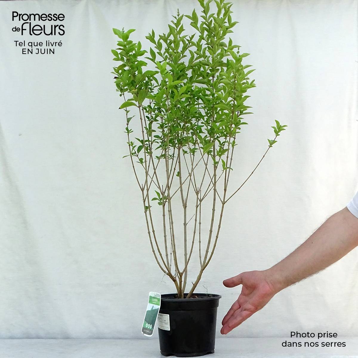 Troène - Ligustrum ovalifolium Pot de 2L/3L - Image 2