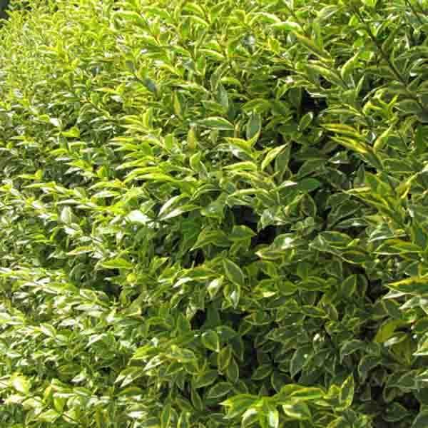 Troène - Ligustrum ovalifolium Pot de 2L/3L - Image 1
