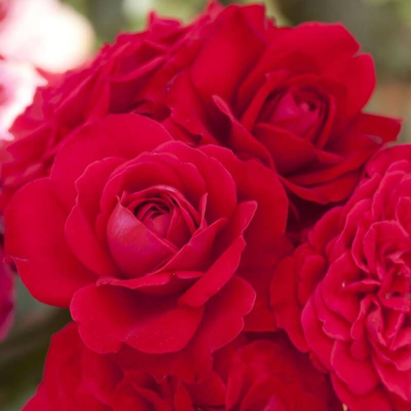 Rosier 'Mona Lisa' - Conteneur 3L - Pépinières Naudet - Image 3