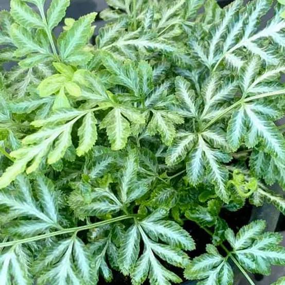 Gardenersdream - 1 X Pteris Evergremiensis - Fougère D'Intérieur| Cadeau De Plante D'Intérieur De 25 À 35 Cm En Pot - GardenersDream - Image 3