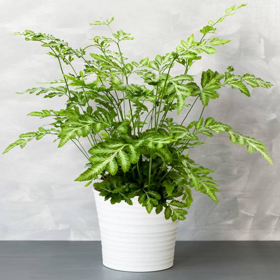 Gardenersdream - 1 X Pteris Evergremiensis - Fougère D'Intérieur| Cadeau De Plante D'Intérieur De 25 À 35 Cm En Pot - GardenersDream - Image 1