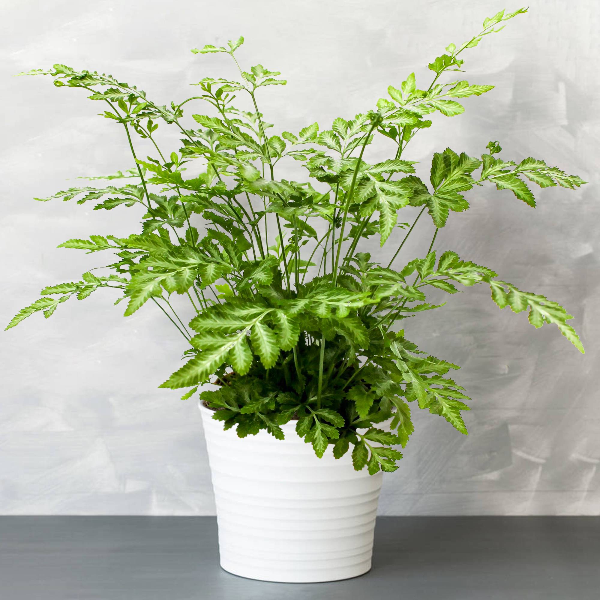 Gardenersdream - 1 X Pteris Evergremiensis - Fougère D'Intérieur| Cadeau De Plante D'Intérieur De 25 À 35 Cm En Pot - GardenersDream - Image 1
