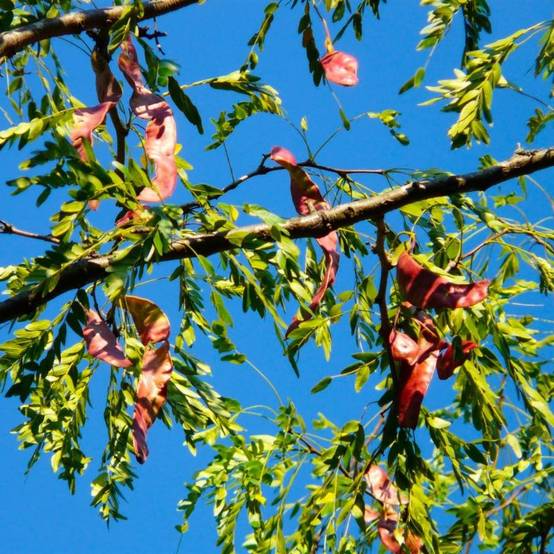 Févier d'amérique (Gleditsia triacanthos) - Godet - Taille 13/25cm - Pépinières Naudet - Image 2
